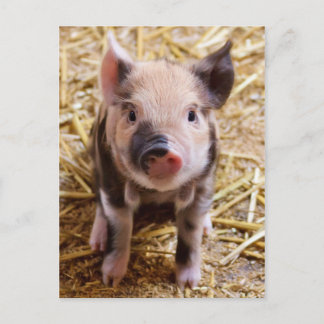Cute Baby Piglet Farm Animals Barnyard Babies Postcard