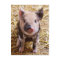 Cute Baby Piglet Farm Animals Barnyard Babies