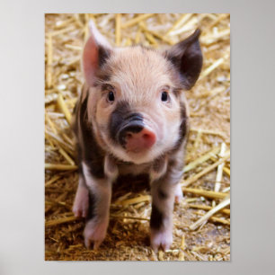 Cute Baby Piglet Farm Animals Barnyard Babies Poster