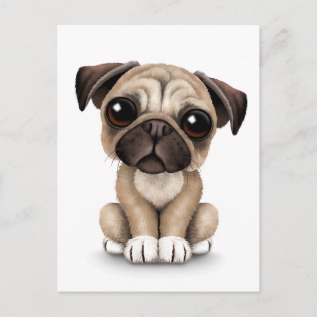 Cute Baby Pug Puppy Dog on White Postcard (Front)