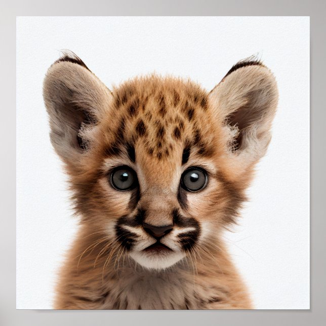 Cute Baby Puma Portrait |  Square 1:1 Poster (Front)