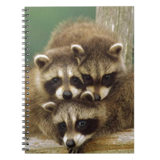Cute Baby Racoon Notebook