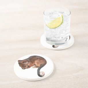 Cute Baby Ringtail Possum Coaster