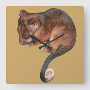 Cute Baby Ringtail Possum Square Wall Clock