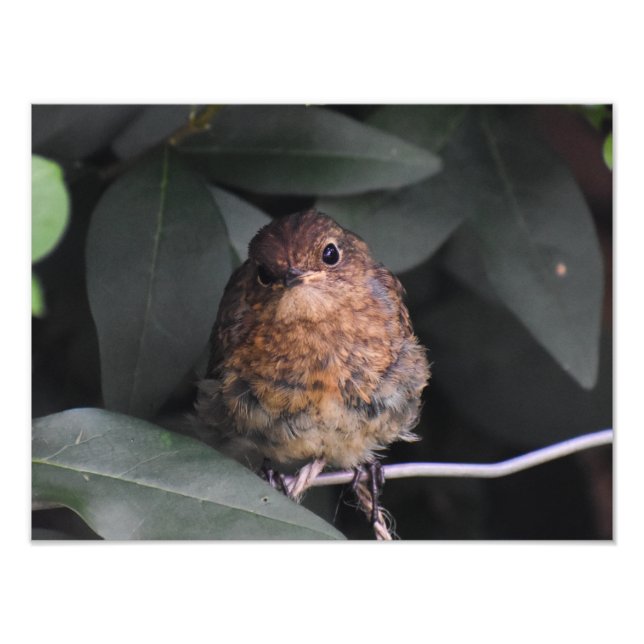Cute Baby Robin Photo Print (Front)