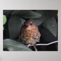 Cute Baby Robin