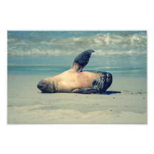 Cute baby seal waving photo print