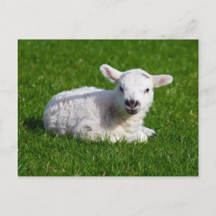 Cute baby sheep lying in grass postcard