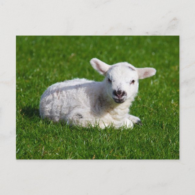 Cute baby sheep lying in grass postcard (Front)