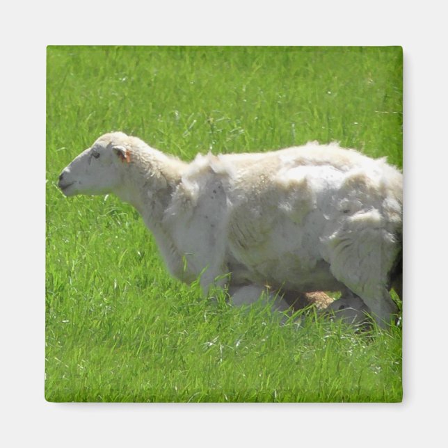 Cute Baby Sheep Nursing Photography Magnet (Front)
