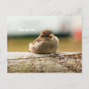 Cute Baby Sparrow Bird Photo Postcard