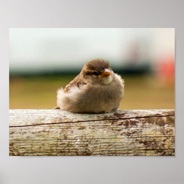 Cute Baby Sparrow Bird Photo Poster (Front)