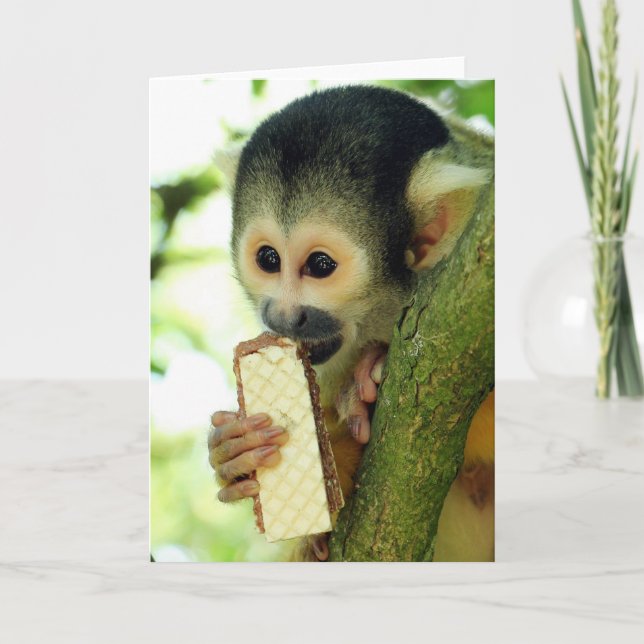 Cute Baby Squirrel Monkey Eating a Wafer Biscuit Card (Front)