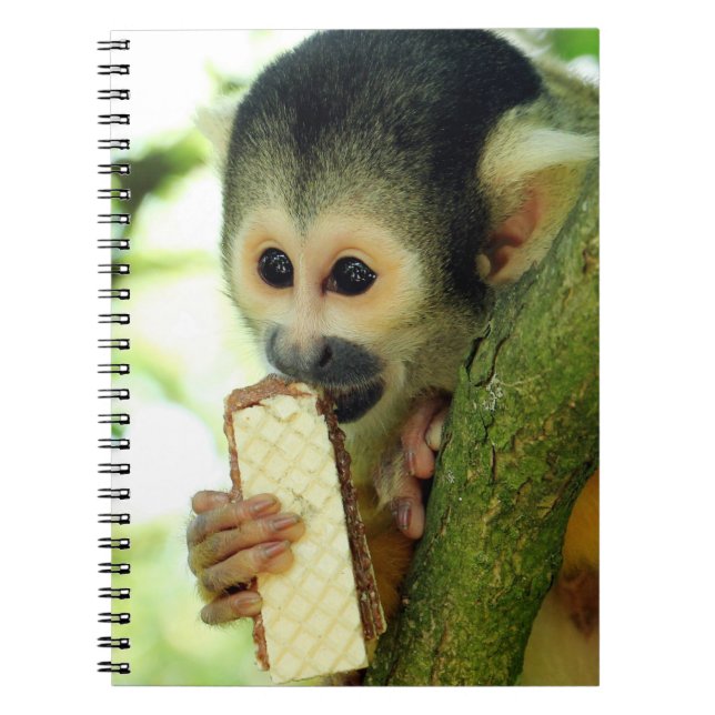 Cute Baby Squirrel Monkey Eating a Wafer Biscuit Notebook (Front)