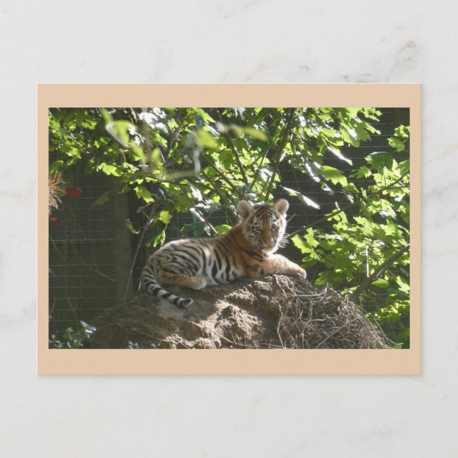 Cute Baby Tiger DIY Postcard (Front)
