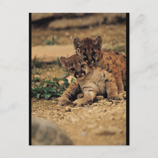 Cute Baby Tigers Postcard (Front)