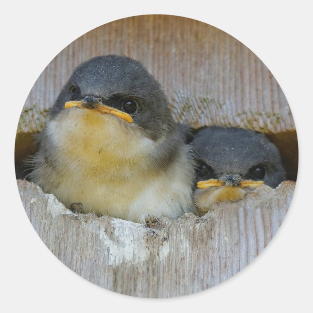 Cute Baby Tree Swallow Songbirds in Nestbox Classic Round Sticker (Front)