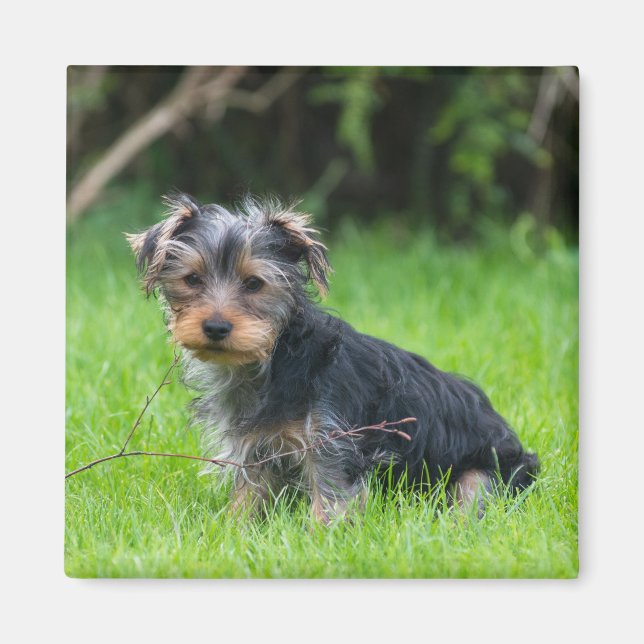 Cute baby yorkie puppy sad eyes expression photo magnet (Front)
