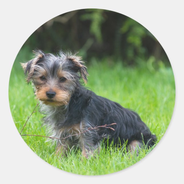 Cute baby yorkie puppy with sad eyes expression classic round sticker (Front)