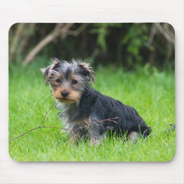 Cute baby yorkie puppy with sad eyes expression mouse pad (Front)
