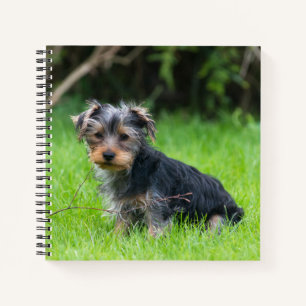 Cute baby yorkshire terrier puppy sad eyes photo notebook