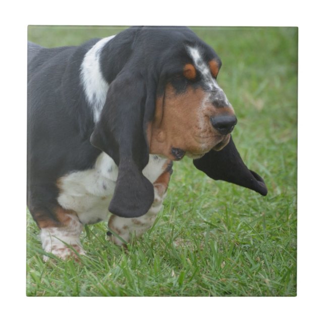 Cute Basset Hound Ceramic Tile (Front)