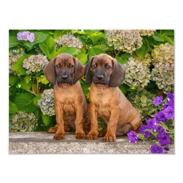 Cute Bavarian Mountain Hound Puppies with Flowers Photo Print (Front)