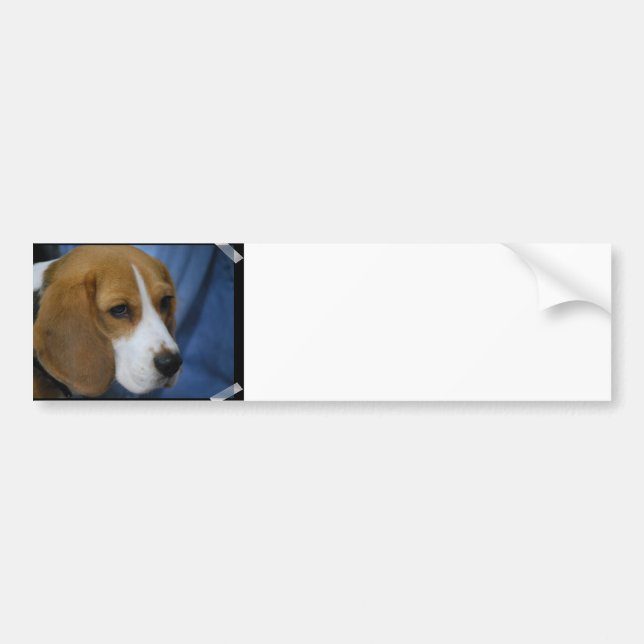 Cute Beagle  Bumper Sticker (Front)