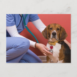 Cute Beagle Dog Getting a Veterinary Checkup Postcard