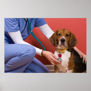 Cute Beagle Dog Getting a Veterinary Checkup Poster