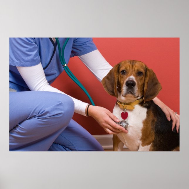 Cute Beagle Dog Getting a Veterinary Checkup Poster (Front)