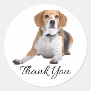 Cute Beagle Dog Lover Mum Dad Puppy Thank You Classic Round Sticker