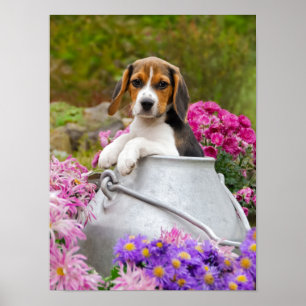 Cute Beagle Dog Puppy in a Milk Churn, a Pet Photo Poster