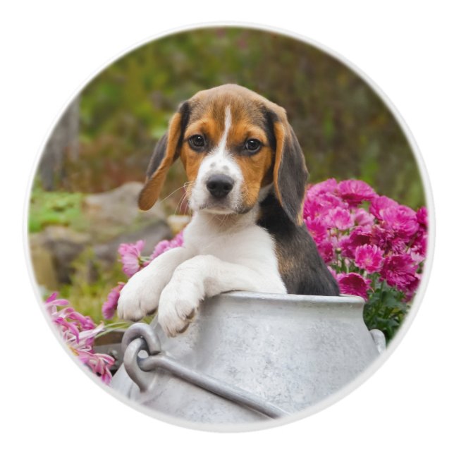 Cute Beagle Dog Puppy in a Milk Churn - Decorative Ceramic Knob (Front)
