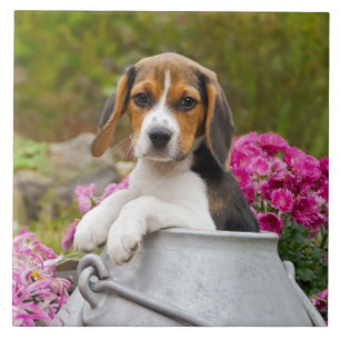 Cute Beagle Dog Puppy in a Milk Churn - Tile