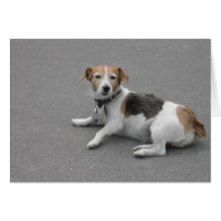 Cute Beagle Mongrel