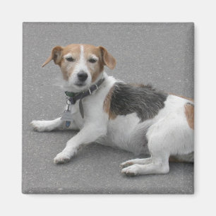 Cute Beagle Mongrel Magnet