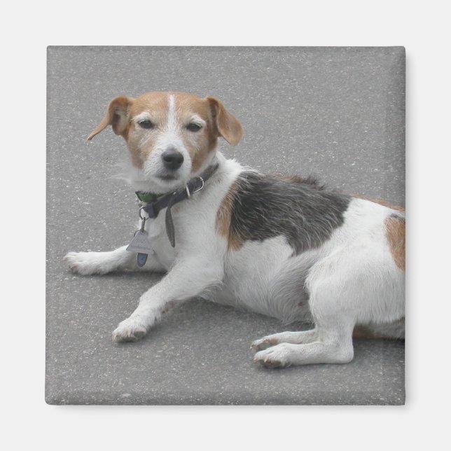 Cute Beagle Mongrel Magnet (Front)