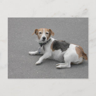 Cute Beagle Mongrel Postcard