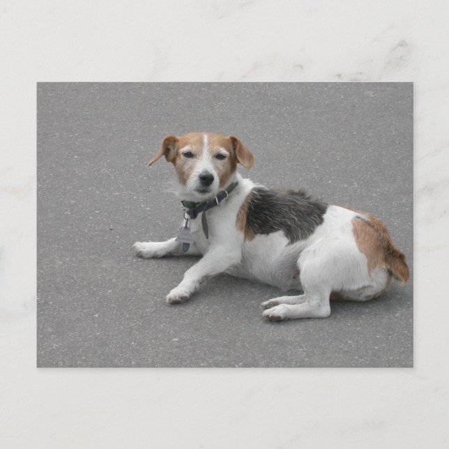 Cute Beagle Mongrel Postcard (Front)