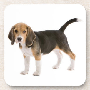 Cute Beagle Mum Dog Lover Puppy Dad Pup Adoption Coaster