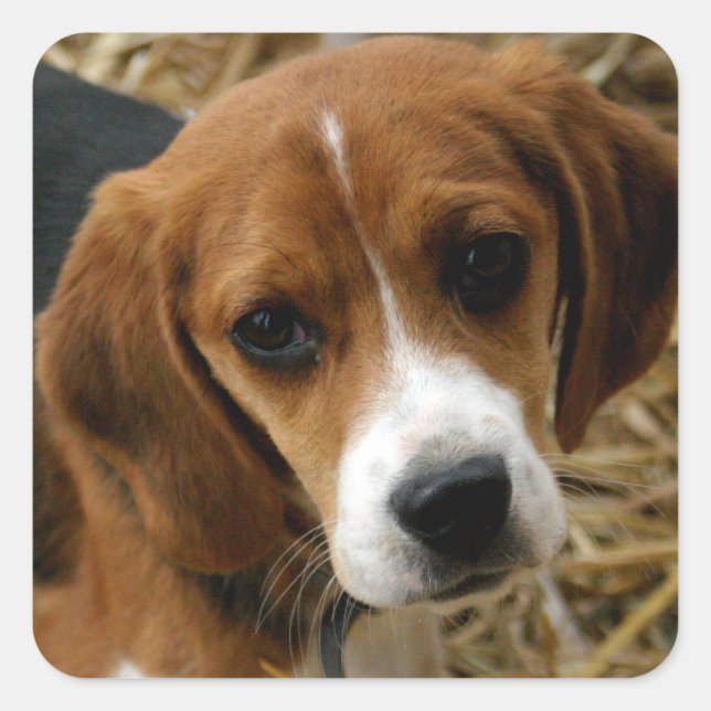 Cute Beagle Puppy Dog Greeting Stickers (Front)