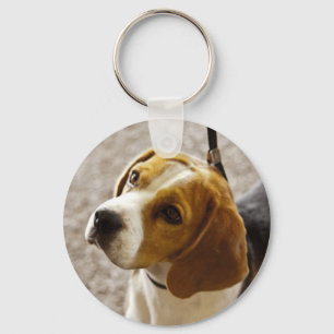 Cute Beagle waiting for treats! Key Ring