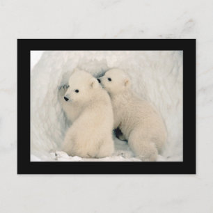 Cute Bear Cubs Postcard