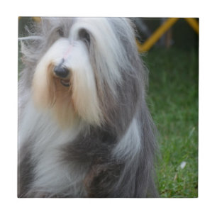 Cute Bearded Collie Tile