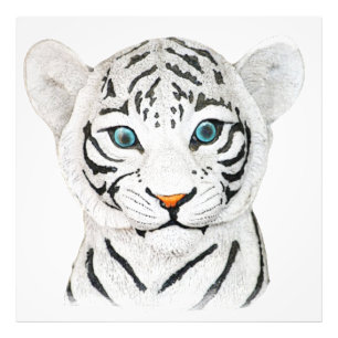 Cute Beautiful White Tiger With Blue Eyes Photo Print