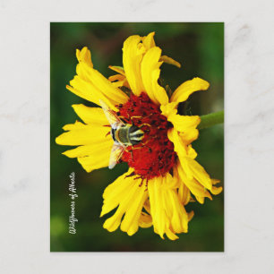Cute Bee Rests on Bright Yellow Wildflower Bicycle Postcard