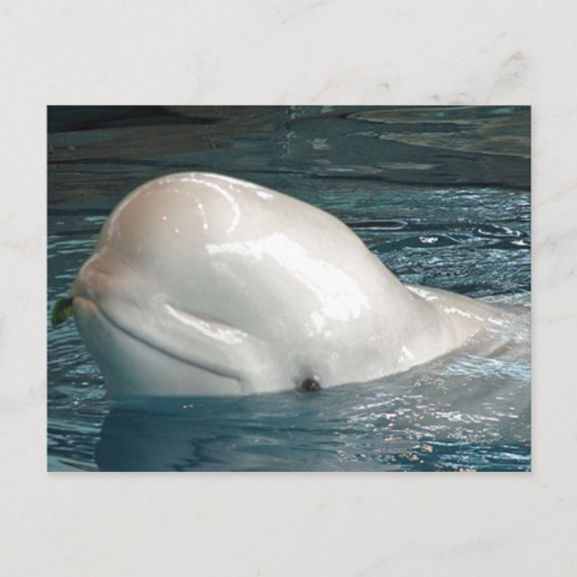 Cute Beluga whale Sticks Face Out of Pool Postcard (Front)