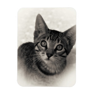Cute Bengal Kitten Magnet