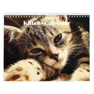 Cute Bengal Kittens 2027 Calendar